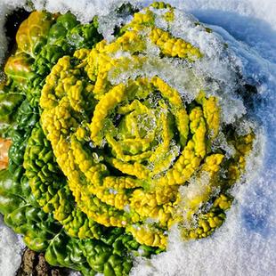 黄心乌菜种子乌塌菜雪里金花青菜蔬菜孑白菜黑菜乌塔菜籽