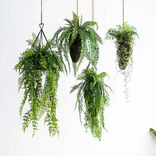 仿真蕨类植物吊球吊顶垂吊波斯蕨吊篮壁挂装饰绿植盆栽森系摆件