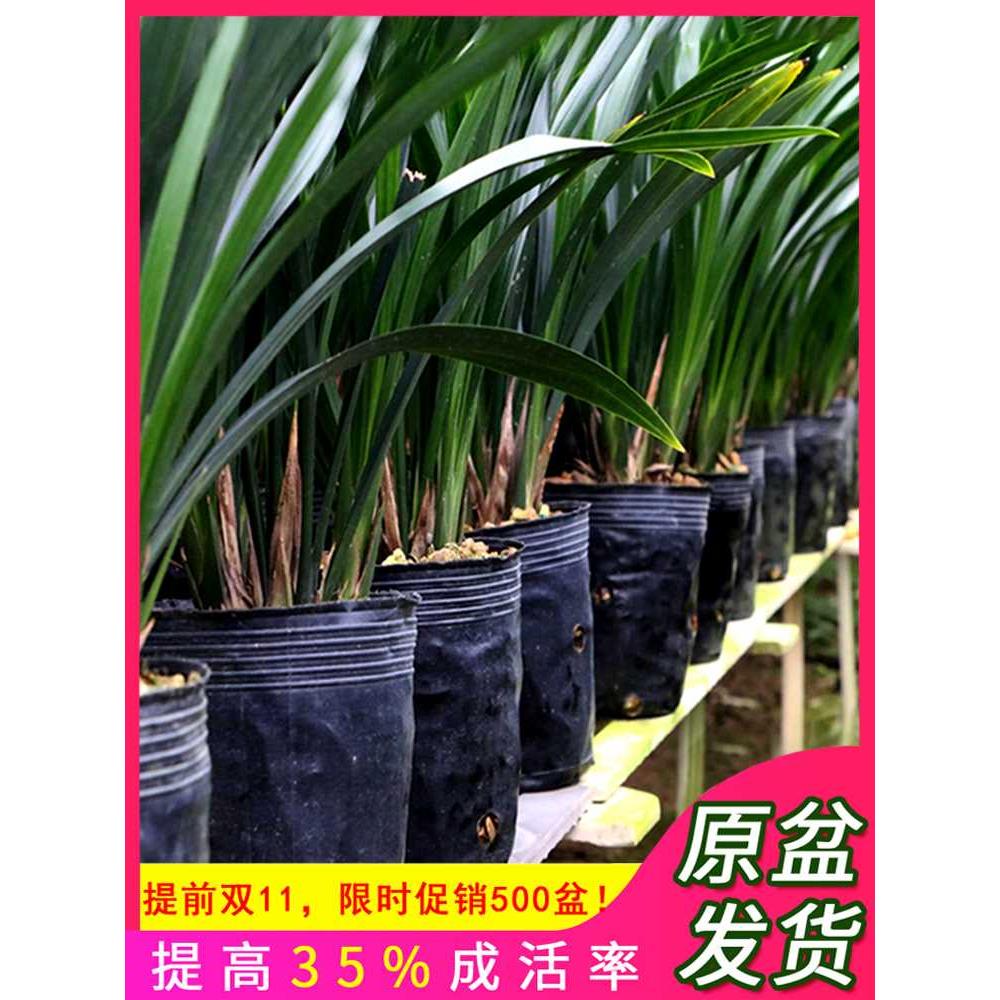 翁源兰花苗正品墨兰企黑金边室内红花除甲醛浓香好养室内植物盆栽