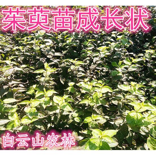 山茱萸树苗 山萸肉树苗 肉枣苗 萸肉苗 药枣树苗 天木籽苗 实枣苗