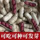 2024年新四粒红带壳花生果 250克1斤2斤3斤5斤花生果 新鲜生干果