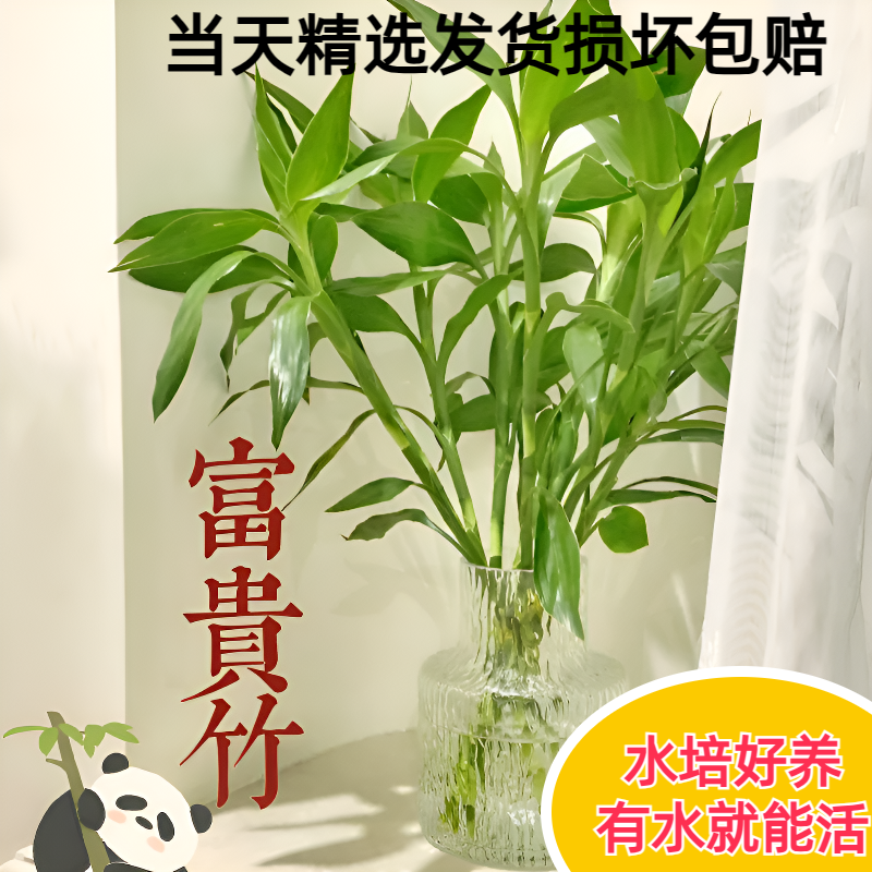 富贵竹水培植物转运竹花卉绿植室内盆栽绿萝箩水养带根发财树银柳