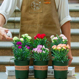 康乃馨盆栽室内阳台四季开花好养植物花卉绿植带花苞花苗石竹