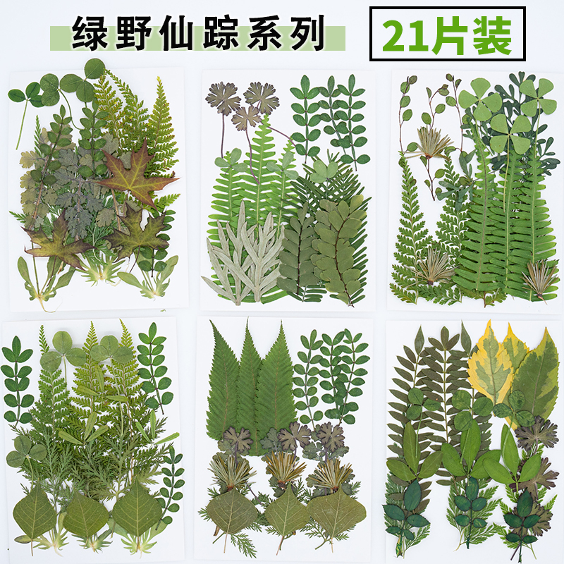 新品干花叶子植物标本diy书签滴胶相框压花儿童手工树叶画材料包