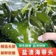 【到手2斤】特产盐渍海带头营养干净鲜嫩凉拌炒菜煲汤