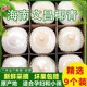 现摘海南椰青新鲜椰子整箱包邮当季孕妇水果去皮青椰椰子水大果9