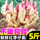 山东新鲜大仔姜5斤子姜生姜嫩姜红芽仔姜指姜非云南小黄姜老姜种