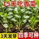 四季香菜种孑阳台庭院盆栽苗大叶芫荽种子秋冬农家高产老品种菜籽