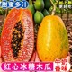 红心牛奶木瓜整箱新鲜孕妇水果当季冰糖心青皮自然熟下奶红心木瓜