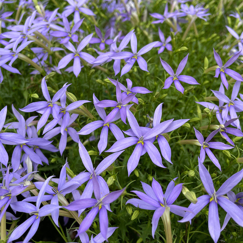 彩星花流星花盆栽带花苞蓝紫色花阳台窗台趣味植物花球多年生花卉