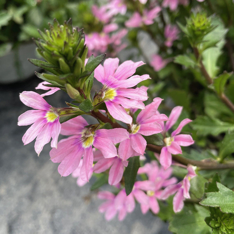 紫扇花纸扇花盆栽耐热好养阳台庭院垂吊开花植物趣味绿植紫色花卉