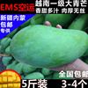 EMS空运包邮越南一级大青芒果新鲜5斤装3-4个纯甜金煌芒水果 EMS空运包邮越南一级大青芒果新鲜5斤装3-4个纯甜金煌芒水果