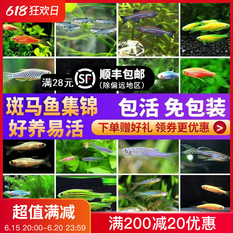灯科斑马鱼混养小型练手好养彩色长鳍青苹果绿翡翠七彩活体热带鱼