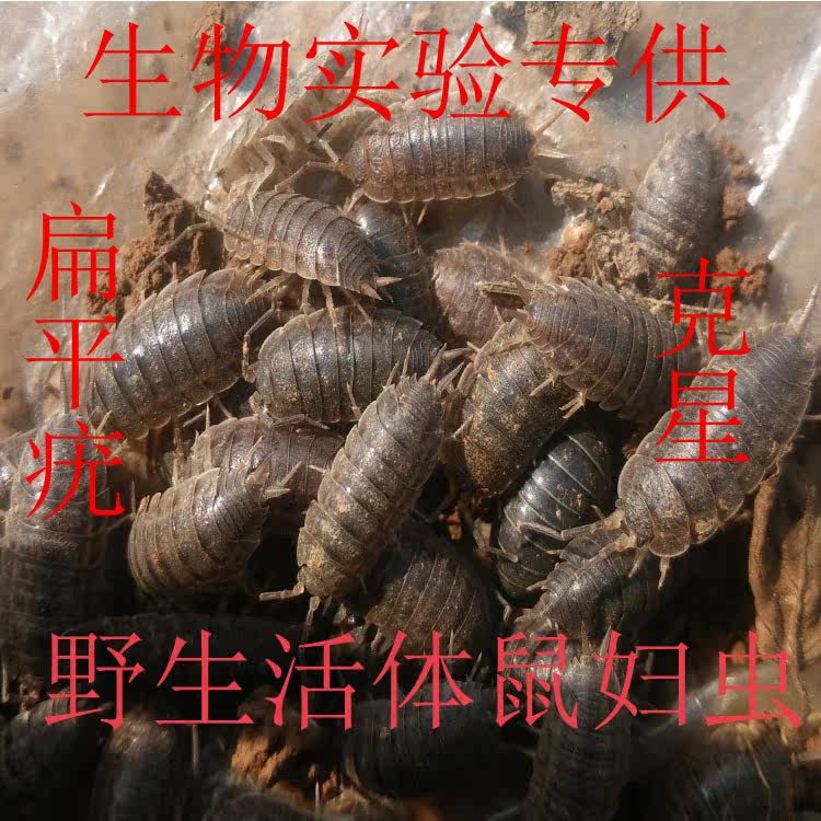 中药材活体野生鼠妇虫湿虫鞋板虫球鼠虫术后疼痛六元二十只