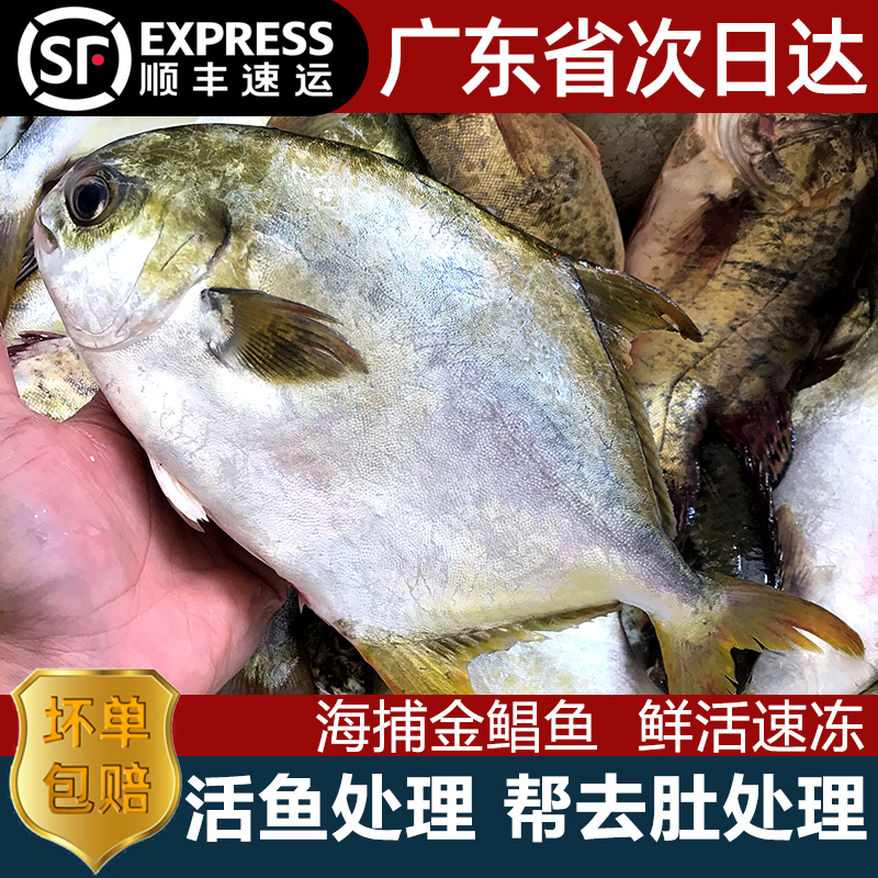 新鲜镜鱼海鱼鲳鱼金枪v鱼平金鲳鱼