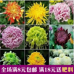 花卉种子【菊花种子】盆栽 易种 家庭阳台观花种子四季播种 30粒