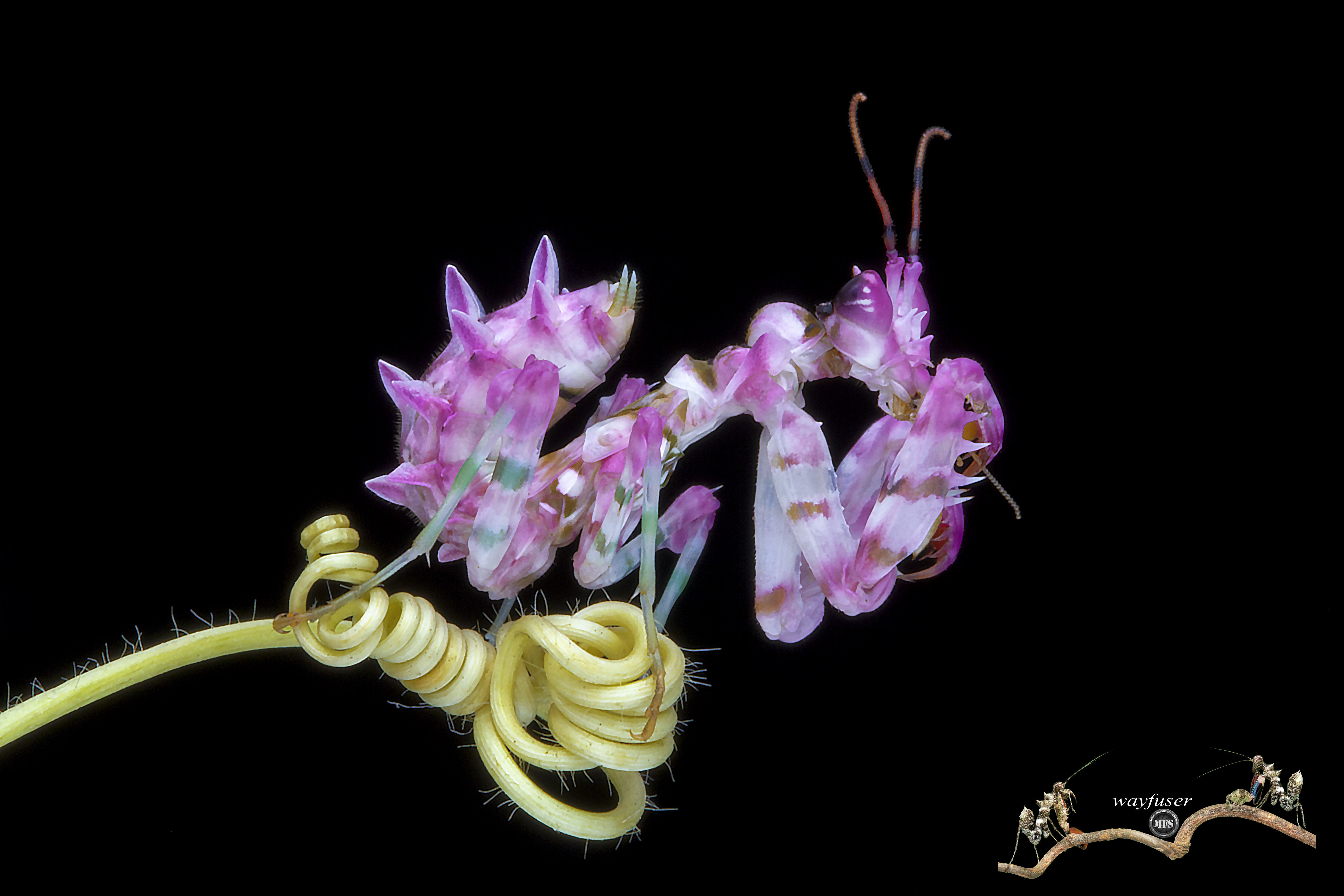 一折另类宠物活体_森林野人大刺花螳宠物昆虫 螳螂活体优惠券