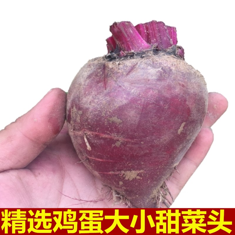 2020 fresh Beetroot Beetroot Mini red beet Beet head Laver head Cartoon Steamed buns Steamed stuffed bun 5 poundsin the Aquatic meat/Fresh fruits and vegetables/Cooked , Fresh vegetables/Vegetable products , Fresh vegetables , Beet head category - from Buy2taobao.com to provide professional Taobao agent buy service