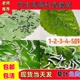 蚕宝宝活体春蚕蚕卵学生养蚕套装科学养蚕小蚕1龄234龄送新鲜桑叶