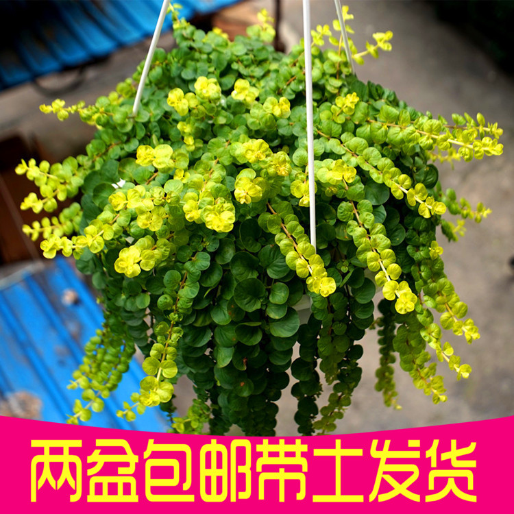 黄金串吊兰盆栽 黄金过路黄花苗阳台垂吊植物盆栽花卉耐阴易爆盆