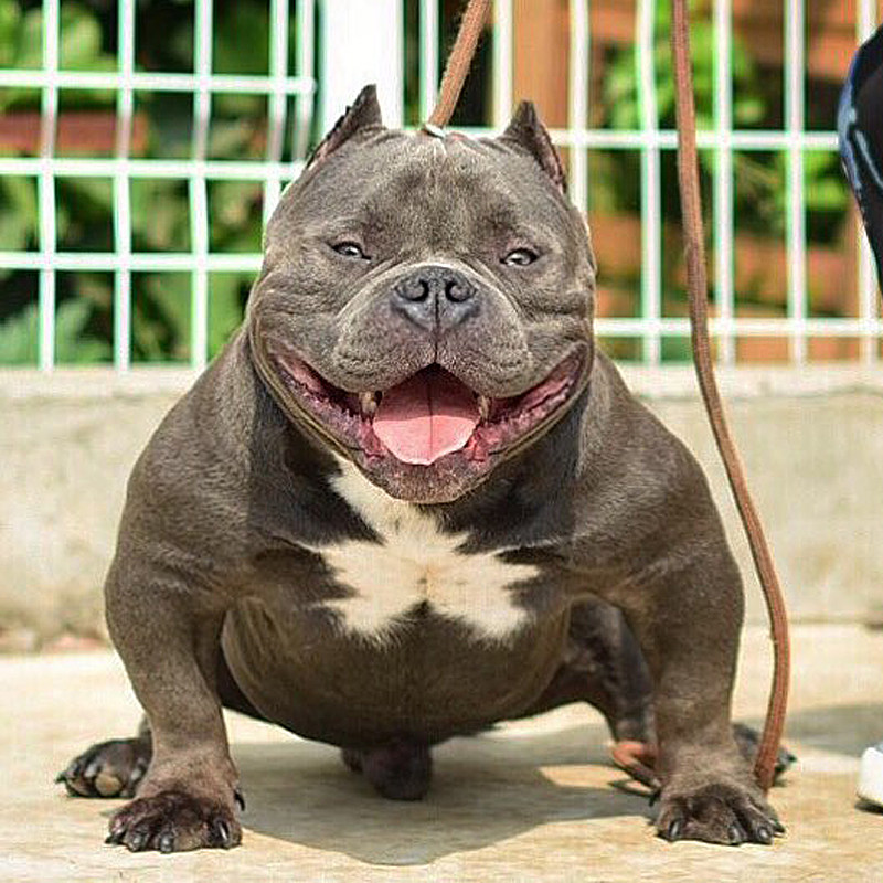 纯种恶霸幼犬英国斗牛犬幼崽柯基宠物活体法国斗牛犬拉布拉多狗狗