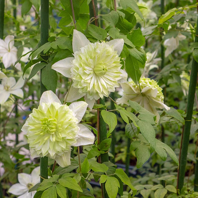 龙龙月季园艺 小绿 铁线莲阳台庭院花墙爬藤藤本植物新手易养