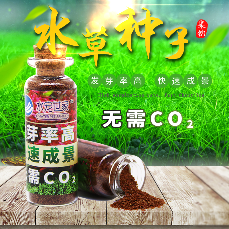 鱼缸造景装饰懒人水草种子前景迷你爱情草造景真水草小对叶牛毛草