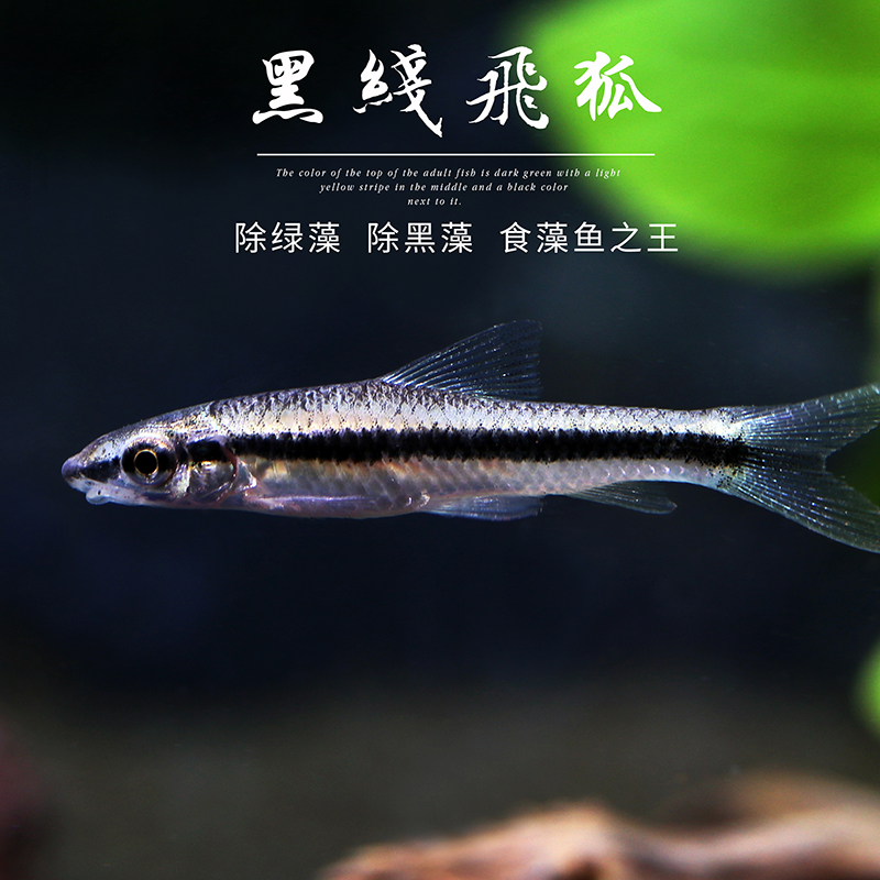 特价水族鱼_一线飞狐黑线飞狐鱼活体清洁除藻除青苔观赏鱼热带鱼活体
