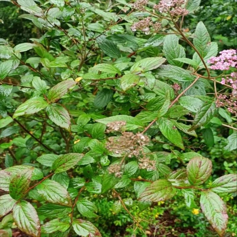 新鲜强盗九杆子 湿绣线菊 火烧尖 一撮椒 鲜活强盗九杆子整颗500g