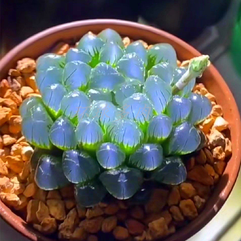 云南高端稀有大颗白璧玉露多肉植物室内阳台美观防辐射盆栽绿植花