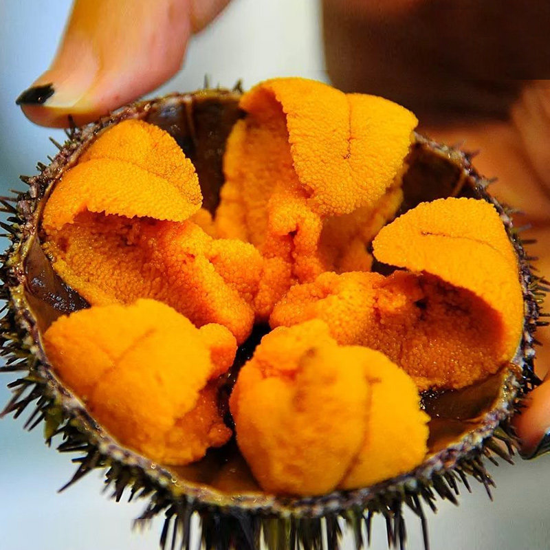 大连大洋岛马粪海胆鲜活马胆刺身即食虾夷胆新鲜野生海鲜水产500g