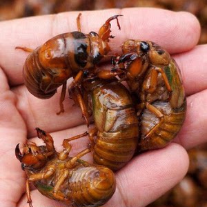 【50只约半斤】活冻山东新鲜知了龟金蝉知了猴活体冷冻爬叉唐僧肉