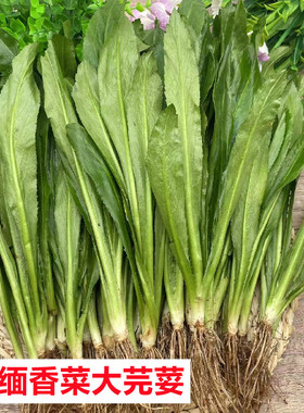 阿瓦芫荽新鲜老缅大香菜刺芹调料