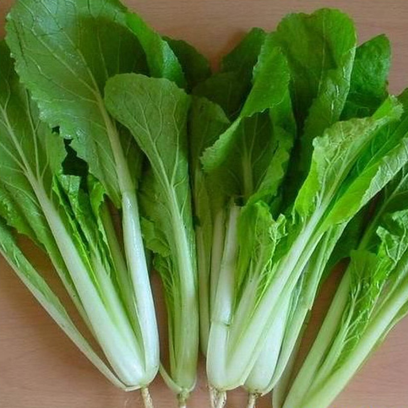 绿源禾心 有机小白菜 大田生长 新鲜蔬菜 现拨现发货 500g