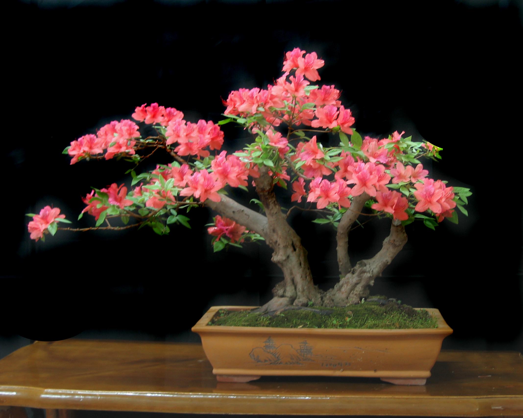 映山红盆景野生