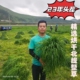 23年微穗烘干提摩西剪段兔子草龙猫荷兰猪磨牙营养饲料草包邮