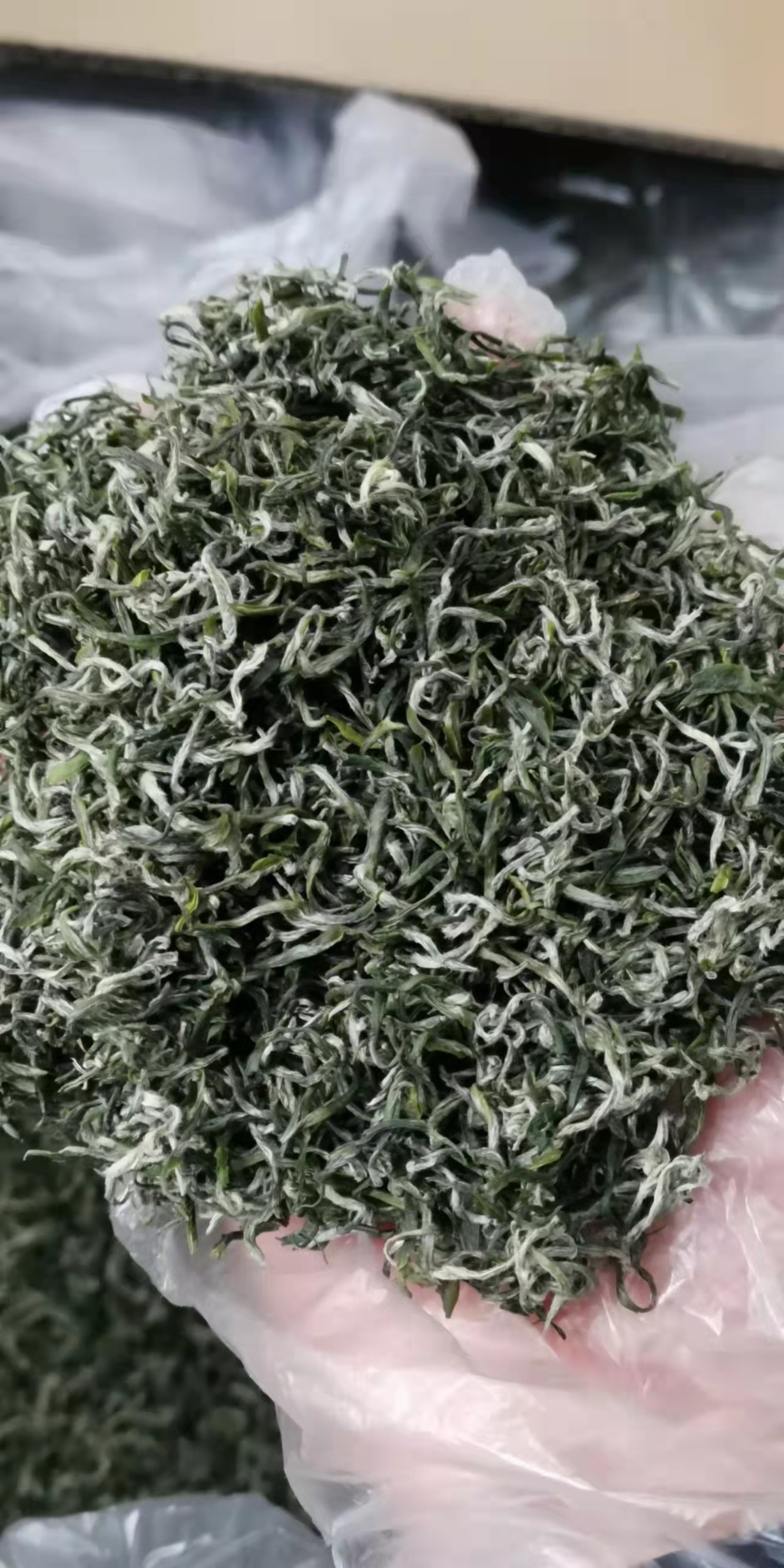 2023新茶保康炒青日照高山云雾手工茶叶毛尖散装嫩芽香型特色产区绿茶