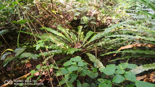 广西原生蕨类植物 绿植花卉盆栽热带雨林造景 观叶稀有付生喜阴