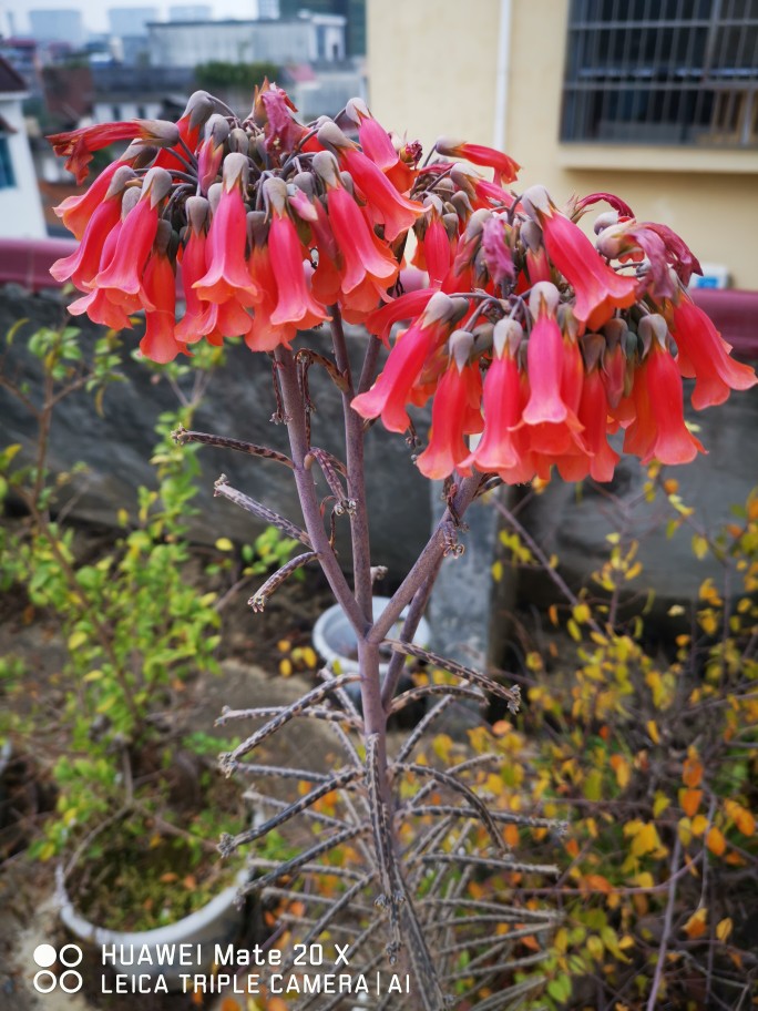 广西原生稀有花卉植物棒叶落地生根多肉绿植盆栽庭院雨林景观造景