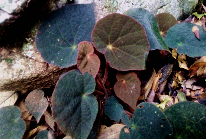 广西原生花卉 秋海棠 庭院喜阴绿植盆栽水陆缸生态缸热带雨林造景