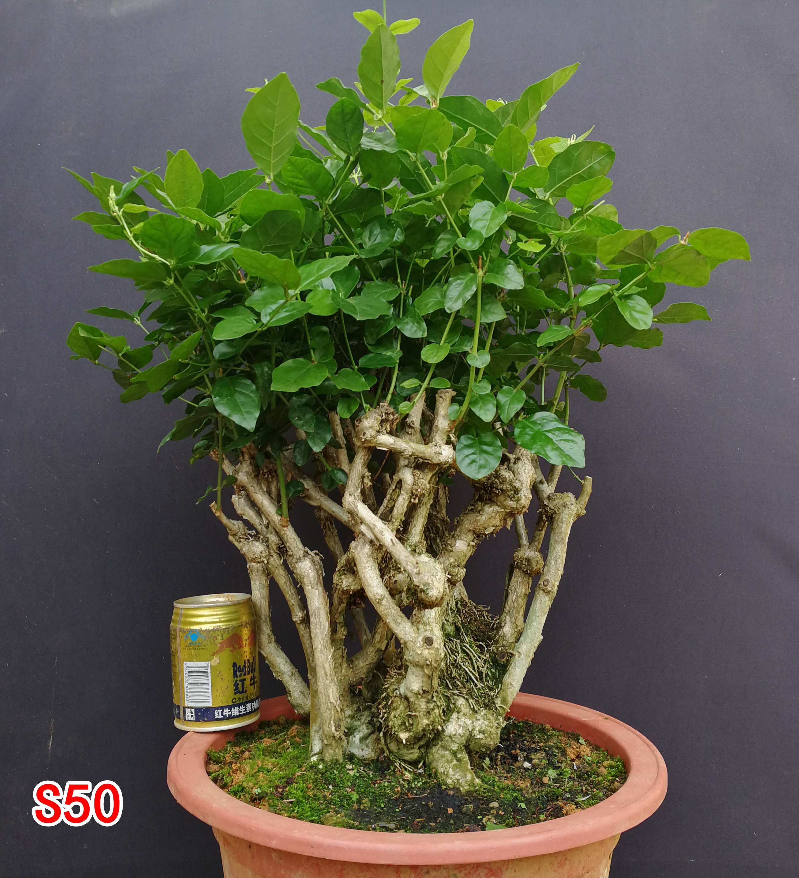 独根茉莉老桩盆景