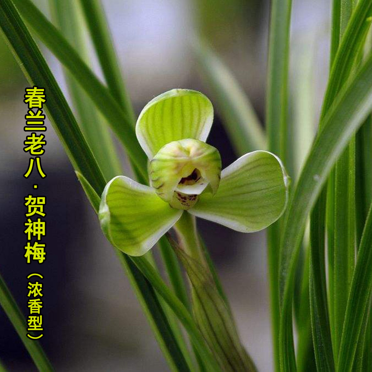 春兰老八种高档花卉植物贺神梅花苗