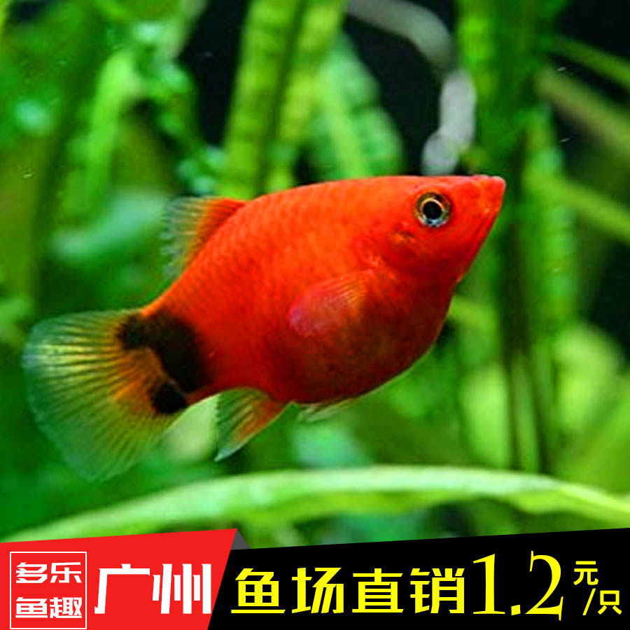 热带鱼红色米奇40条包邮月光鱼观赏鱼群游新手闯缸水族小型鱼活体