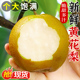 新鲜黄花梨10斤当季水果现摘黄皮梨皇冠梨酥脆梨非翠冠梨大果整箱