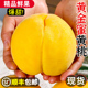 正宗黄金蜜黄桃新鲜毛桃子当季现摘水果整箱黄肉蜜桃大果顺丰包邮