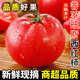 普罗旺斯西红柿10斤新鲜水果草莓柿子自然熟生吃沙瓤番茄整箱包邮