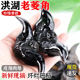 洪湖菱角新鲜生棱角5斤应当季蔬菜黑菱角粉糯水菱角湖北特产包邮3