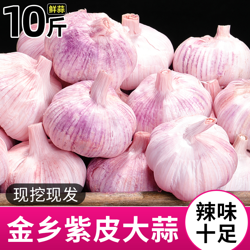 山东金乡紫皮大蒜头10斤新鲜现挖大