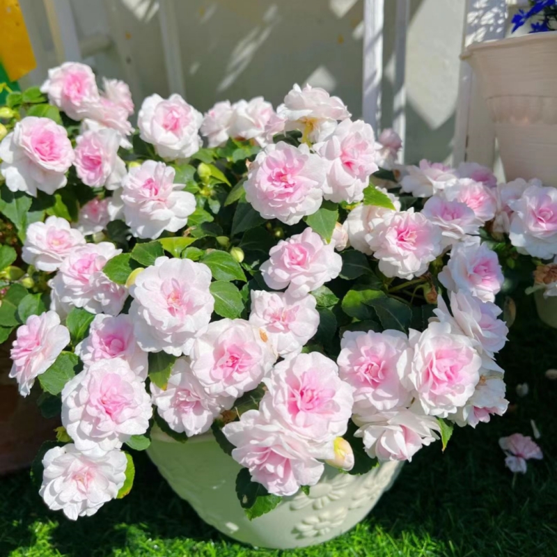 重瓣凤仙花种籽春季花卉种孑四季播种开花指甲花盆栽阳台花种籽子