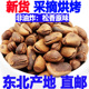 新货东北特产开口特大松子新鲜手剥松子坚果原味500g克